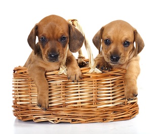 Cute photo of Hospitality Hound